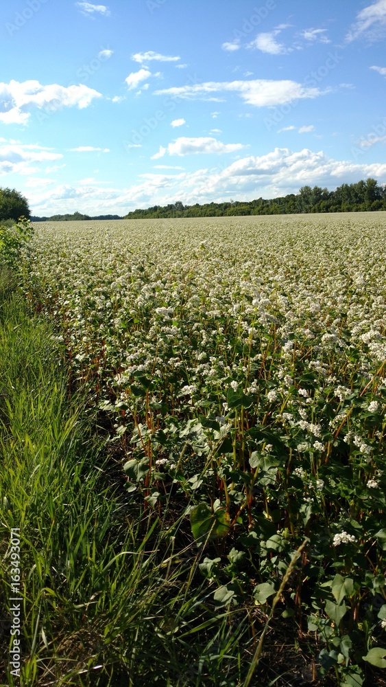 A buckwheat field full of white flowers.