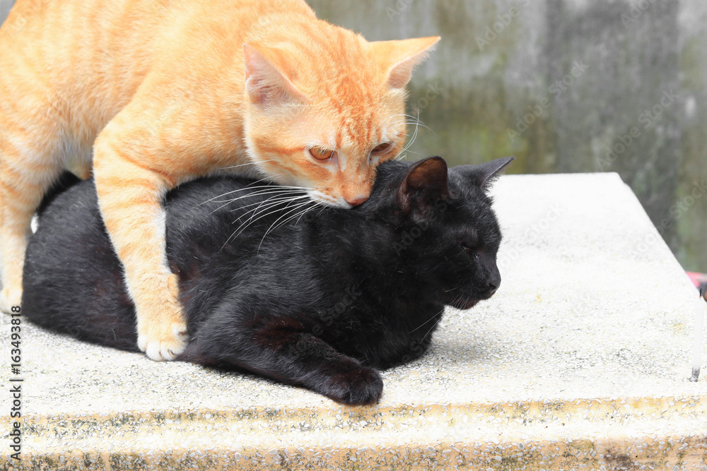 black and orange cat