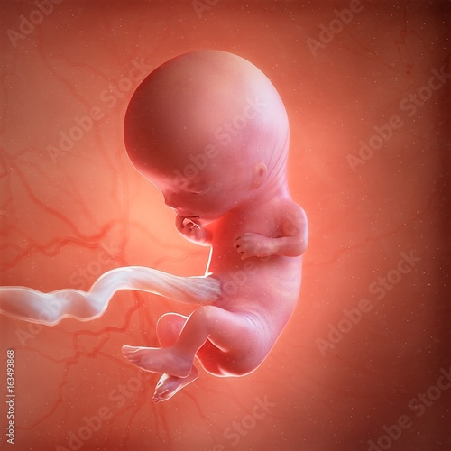 Human foetus age 11 weeks, illustration photo