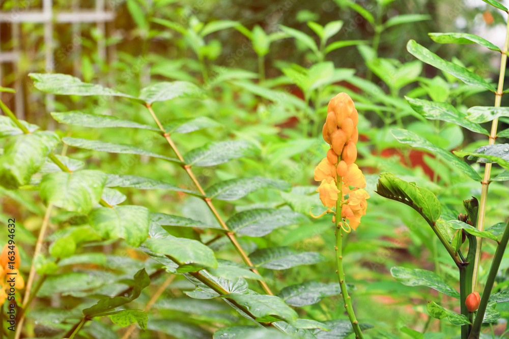 Senna alata or Candle bush flower select focus with shallow depth of field Senna alata or Candle bush flower select focus with shallow depth of field