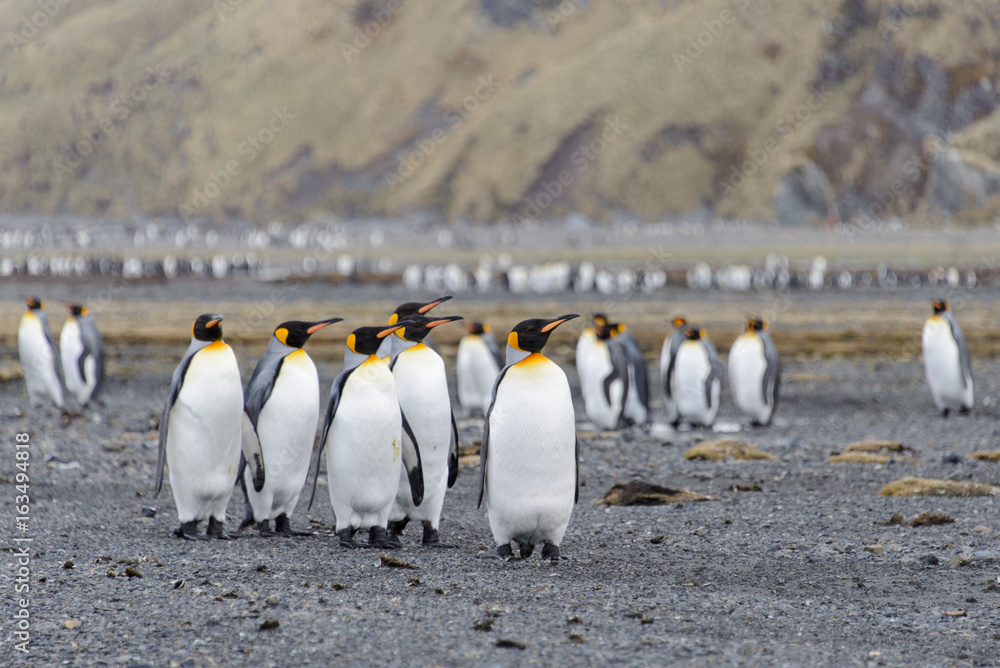Obraz premium King penguins on South Georgia island