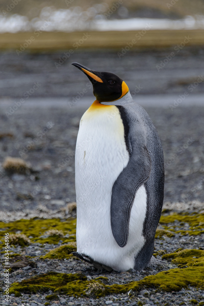 Fototapeta premium King penguins on South Georgia island