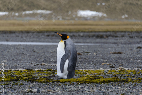 King penguins on South Georgia island