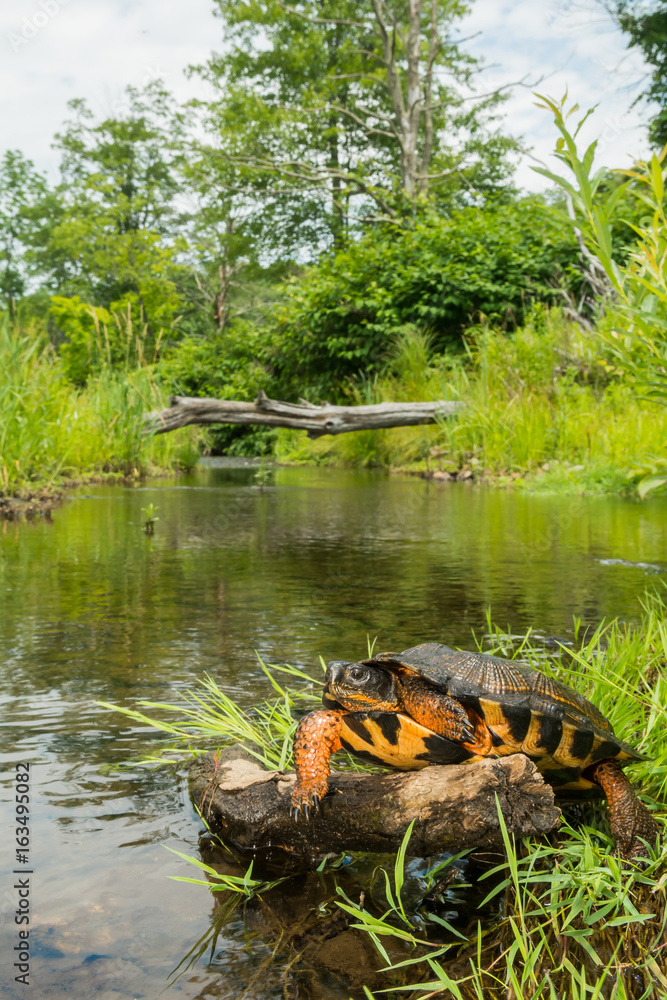 Fototapeta premium Zamknąć się z żółwia drewna w środowisku naturalnym.
