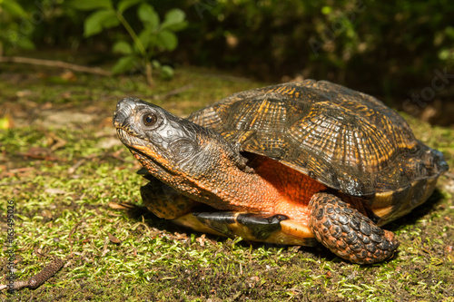 A close up of a Wood Turtle in the wild.