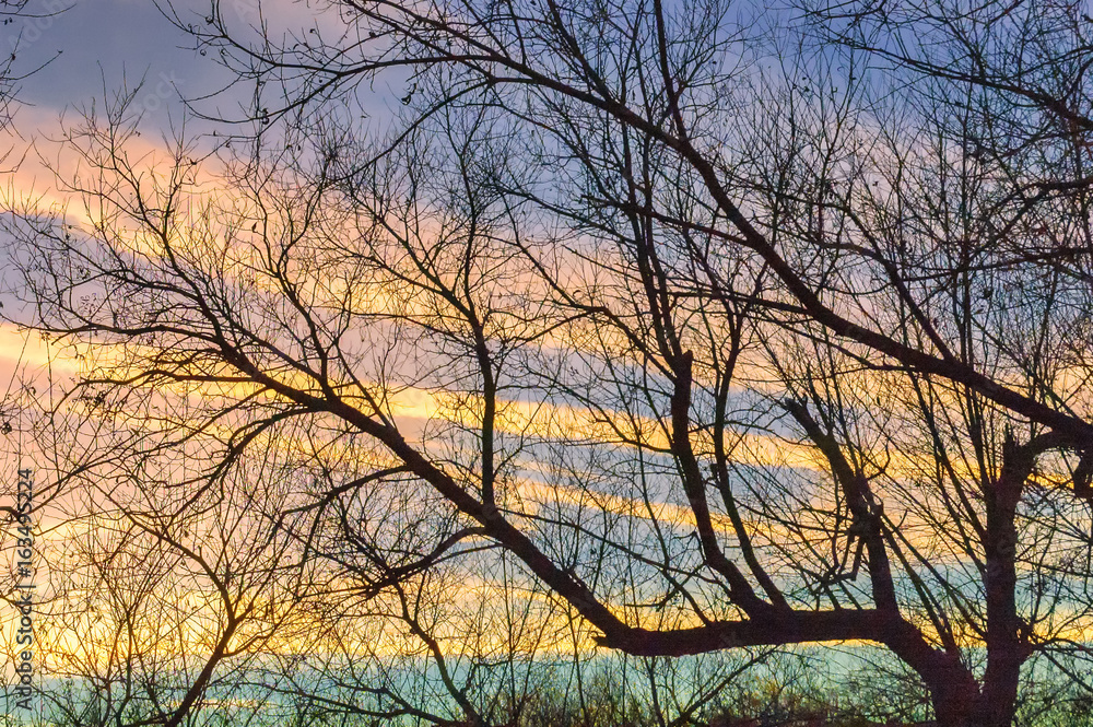 Serene sunset sky with tree branch silhouette Serene sunset sky with tree branch silhouette
