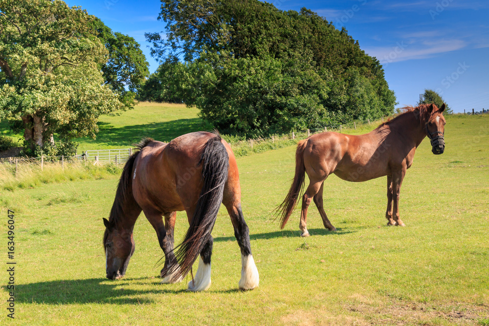 Two horses in a field