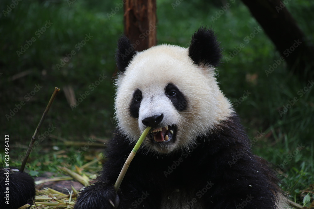 Obraz premium giant panda while eating bamboo