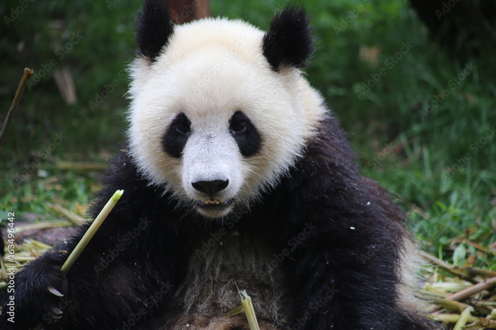 Fototapeta premium giant panda while eating bamboo