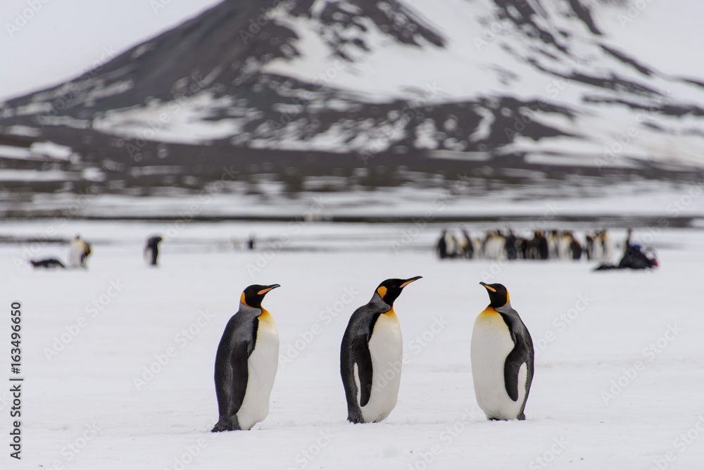 Fototapeta premium King penguins on South Georgia island