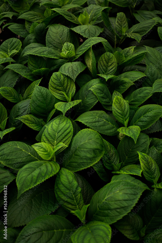 Green leaves Green leaves