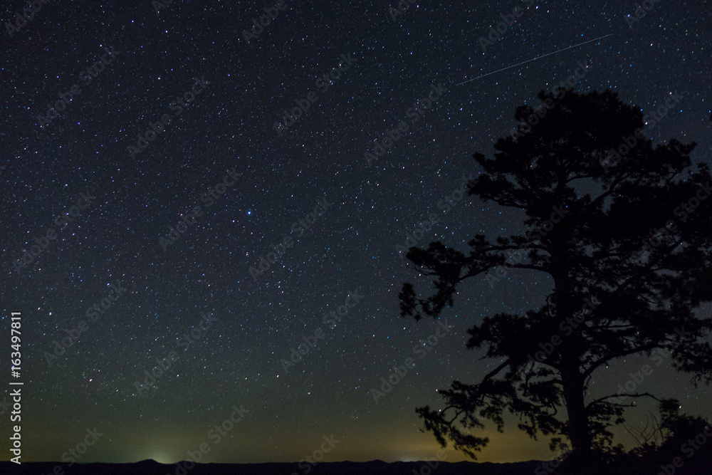 Fototapeta premium Shooting star over towering pine tree