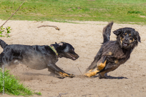 two dogs playing together
