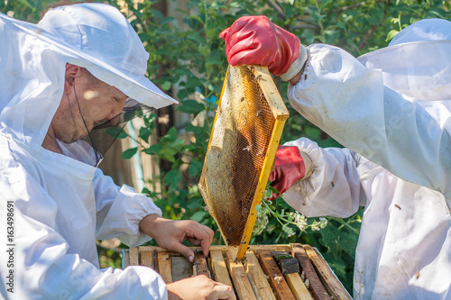 Two beekeepers work in the apiary photo