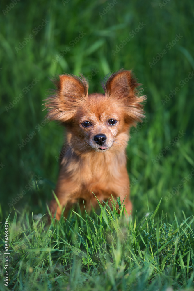 beautiful red small dog portrait outdoors
