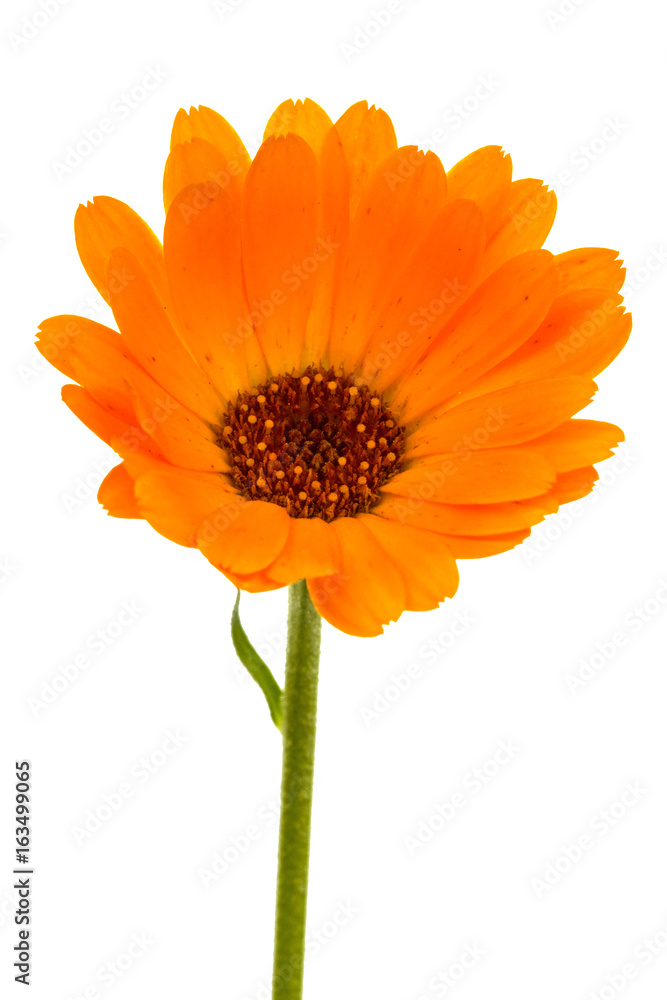 Flower of calendula, isolated on white background