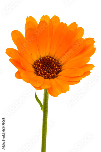 Flower of calendula  isolated on white background