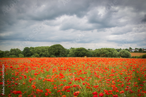 poppy field