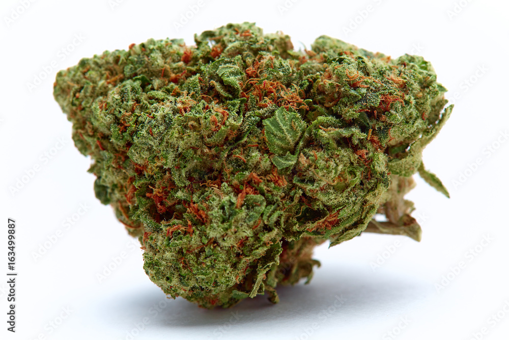 Close up of Venom OG medical marijuana bud isolated on white background Close up of Venom OG medical marijuana bud isolated on white background