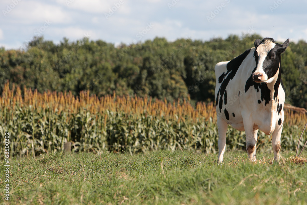 Fototapeta premium Fazenda de gado