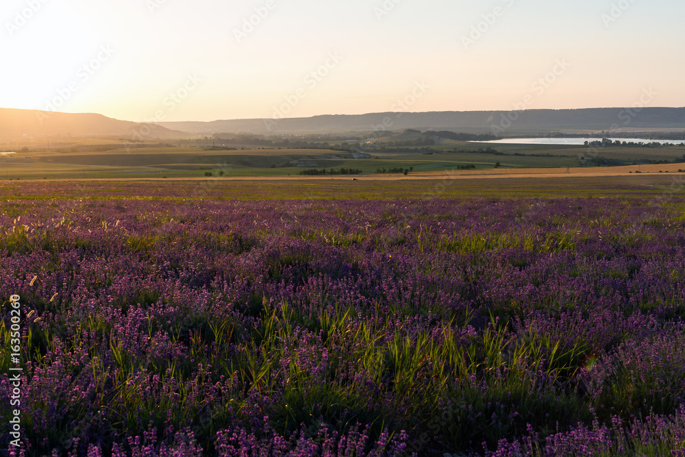 Lavender grows in the field. The flowers on background of sunset rayes.
