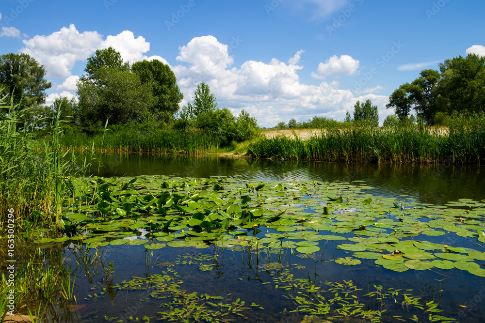 Fototapeta premium Beautiful lake on summer