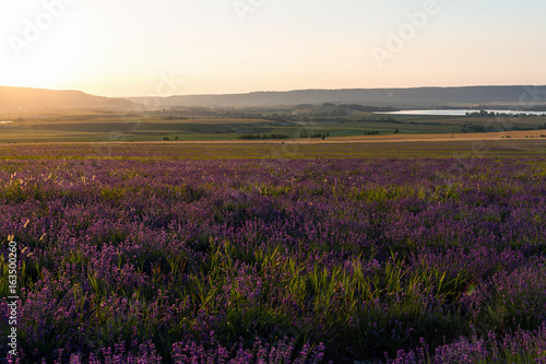 Lavender grows in the field. The flowers on background of sunset rayes. 