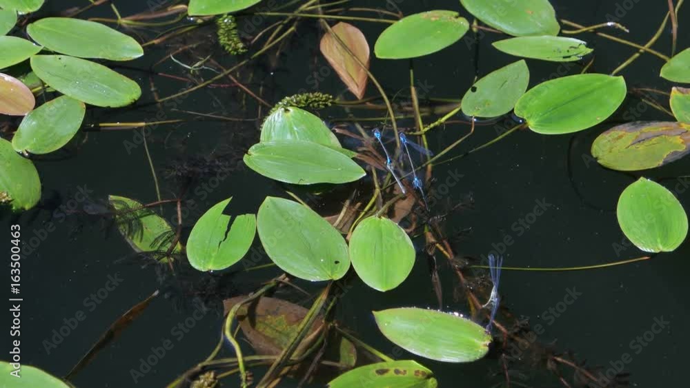 Dragonflies are flying above the surface of the pond