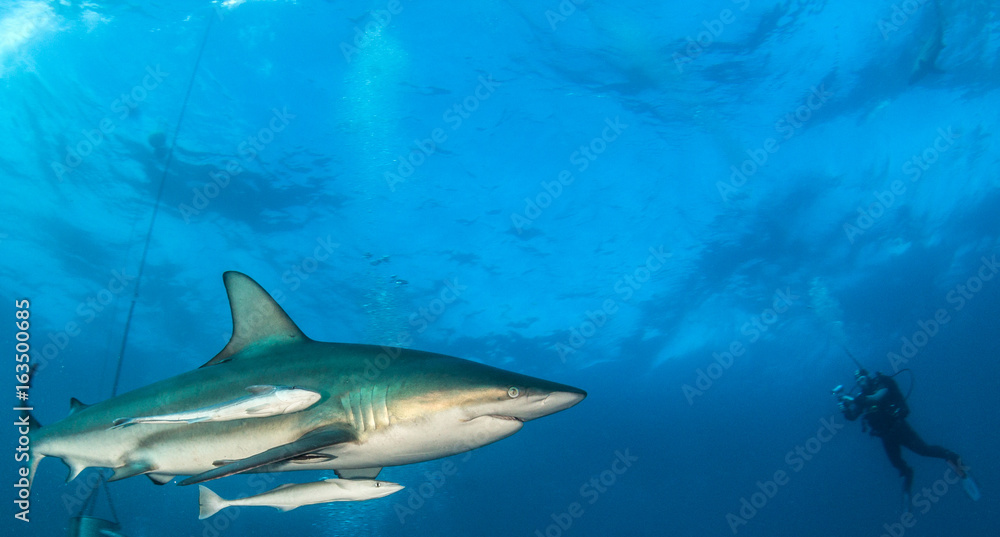 Blacktip shark Blacktip shark