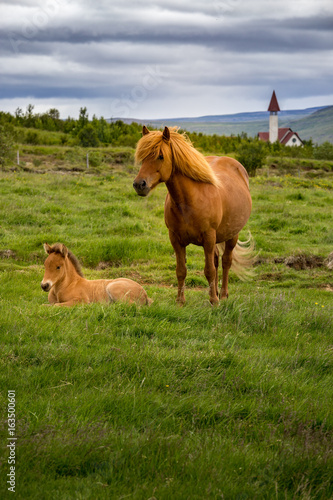 Icelandic Horse © Gary