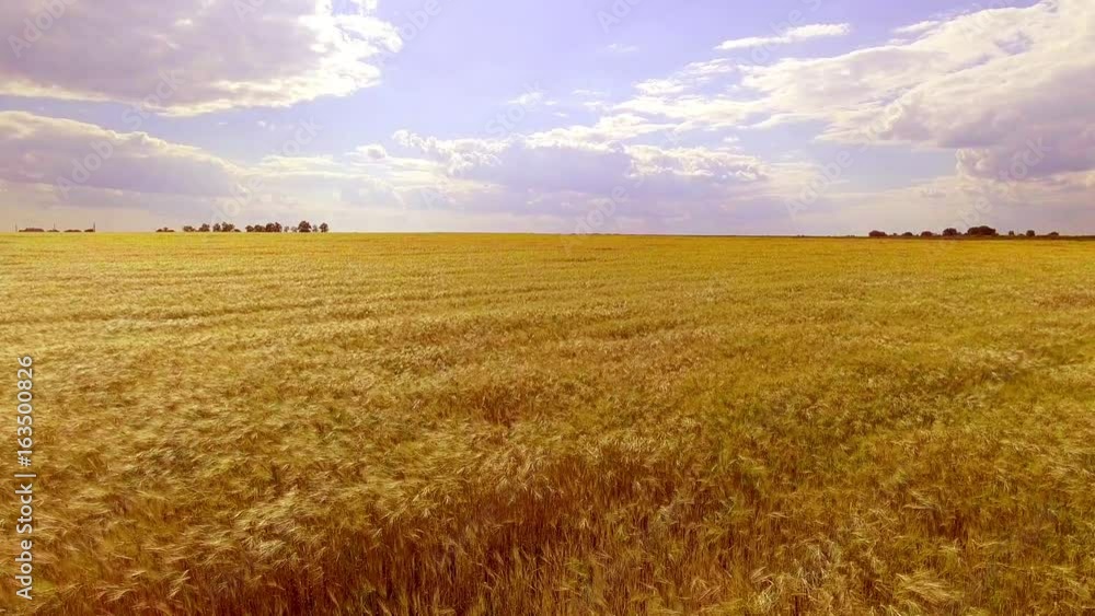 Flying over golden wheat field at beautiful summer sunset. Yellow wheat swaying in light breeze Flying over golden wheat field at beautiful summer sunset. Yellow wheat swaying in light breeze