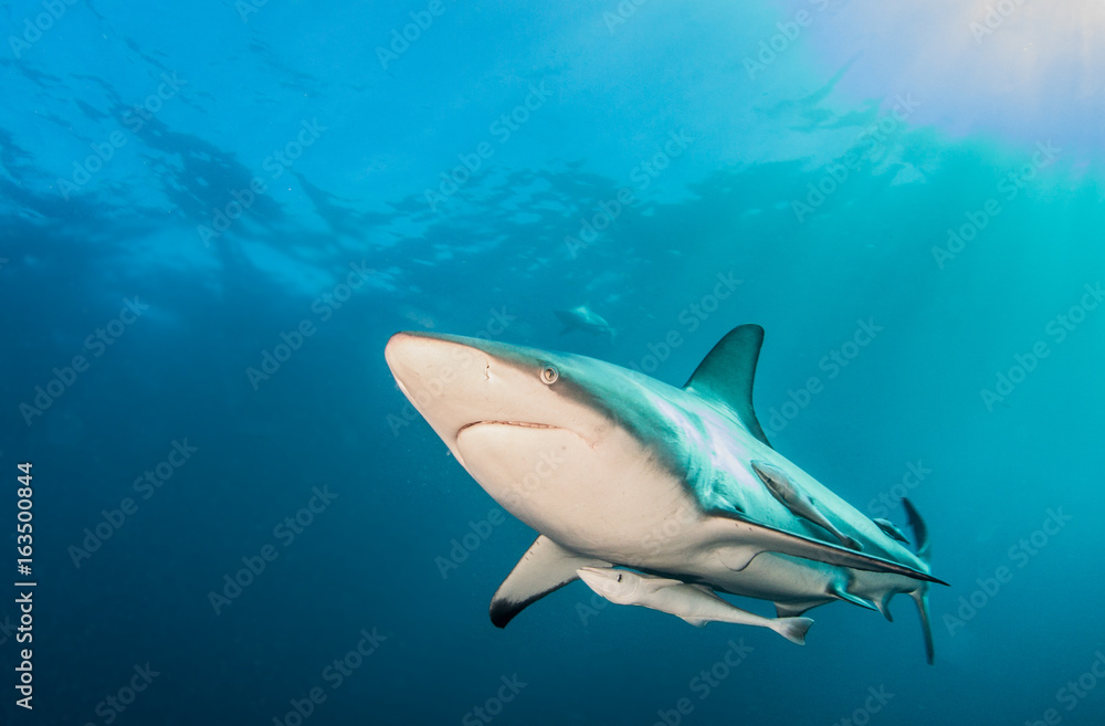 Obraz premium Blacktip shark