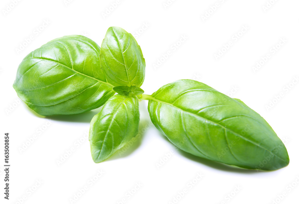Basil herb leaves isolated on white background
