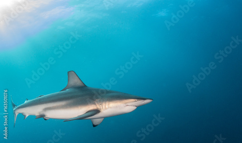 Blacktip shark © Michael Bogner