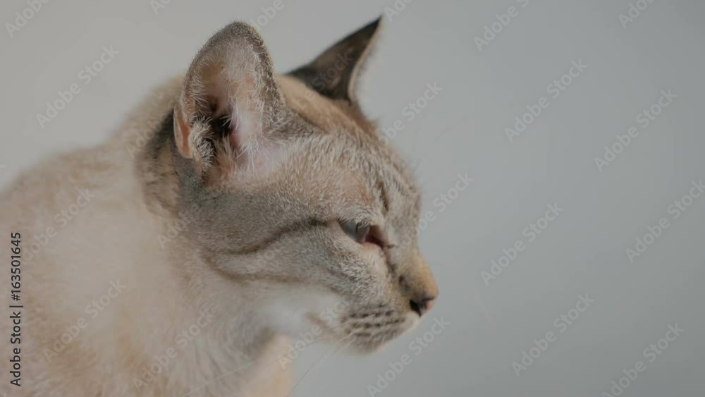 Anisocoria In Cats