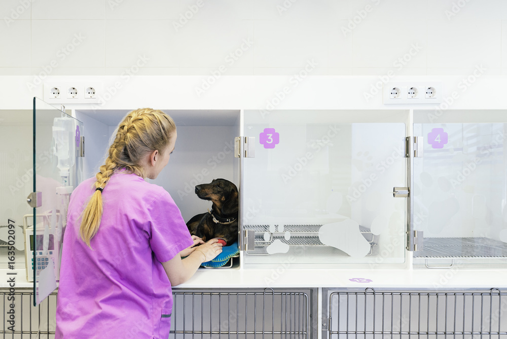 Obraz premium Veterinarian doctor hugging a beautiful dog.