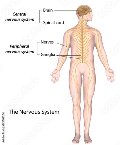 The nervous system: central and peripheral, labeled. 