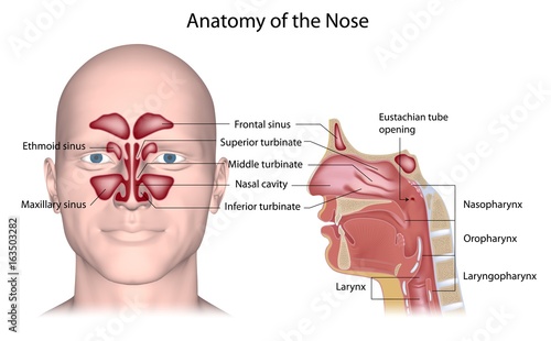 Nose anatomy, labeled.  photo