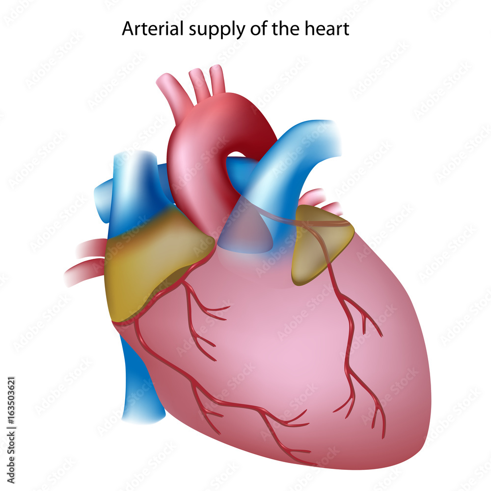 Unlabeled Heart Model