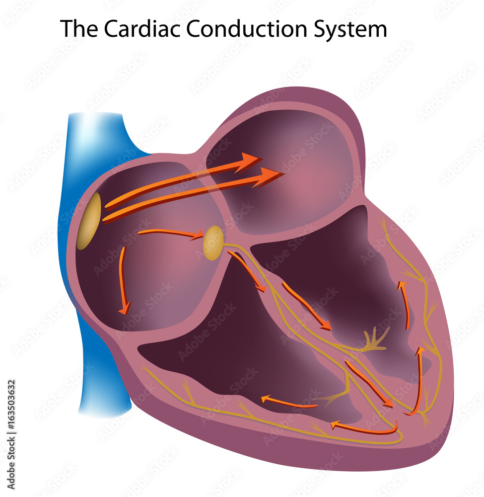 Electrical pathways of the heart, unlabeled Stock Illustration Adobe