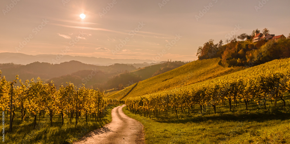 Obraz premium Styrian Tuscany Vineyard at summer sunset, Austria