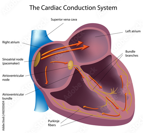 Electrical pathways of the heart, labeled. 