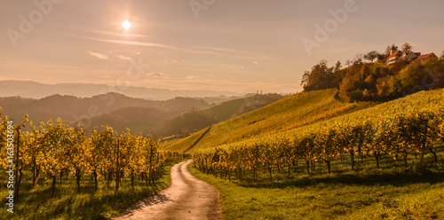 Styrian Tuscany Vineyard at summer sunset  Austria