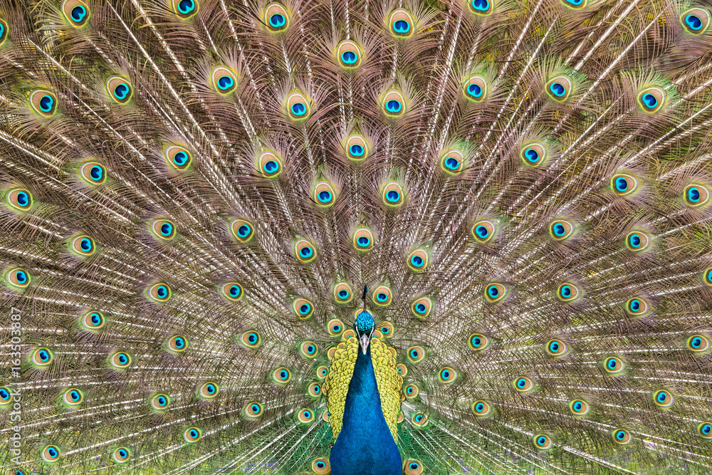 Fototapeta premium Peacock Plumage