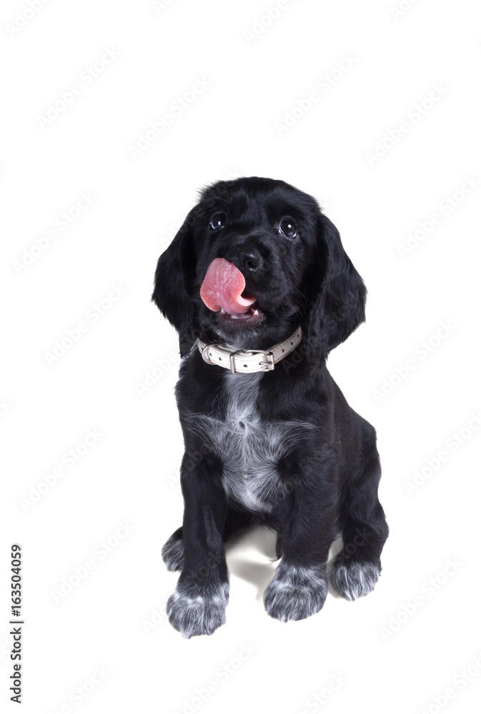 Puppy of Russian Spaniel sits and lickens. Isolated on white background