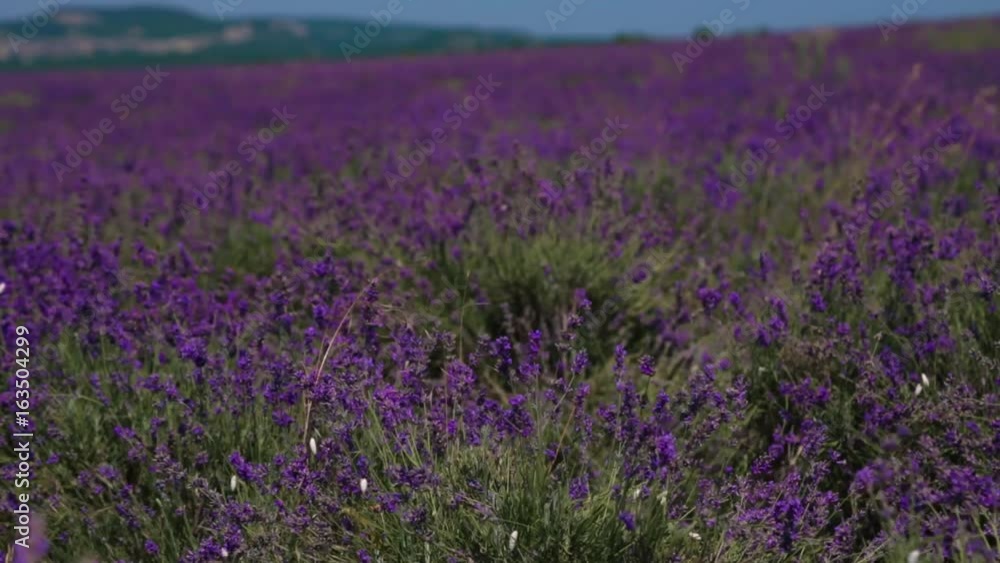 A flowering lavender field with a mountain landscape in the background A flowering lavender field with a mountain landscape in the background