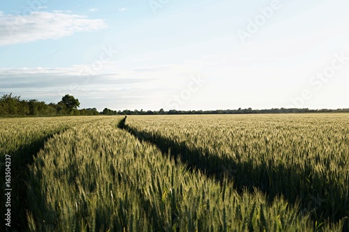 Summer Crops
