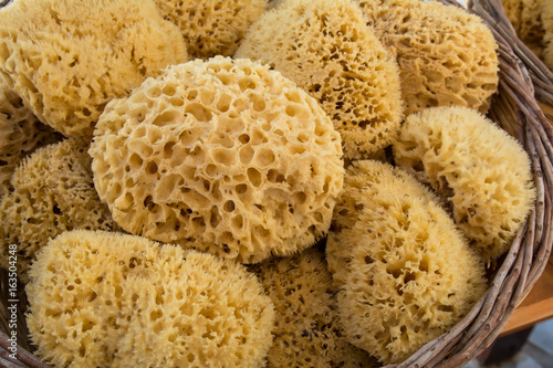 Natural sea sponges in a basket photo