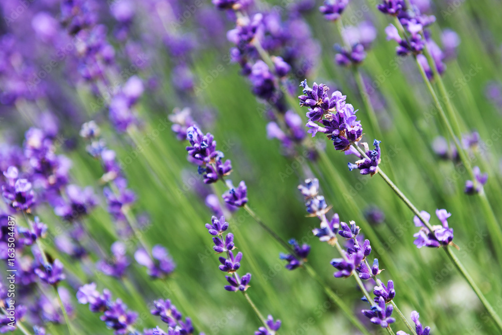 Naklejka premium Levander flower