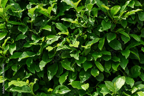 Wallpaper Mural Green bush background Torontodigital.ca